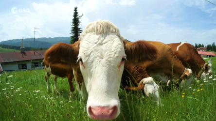Cow monitoring methane from space