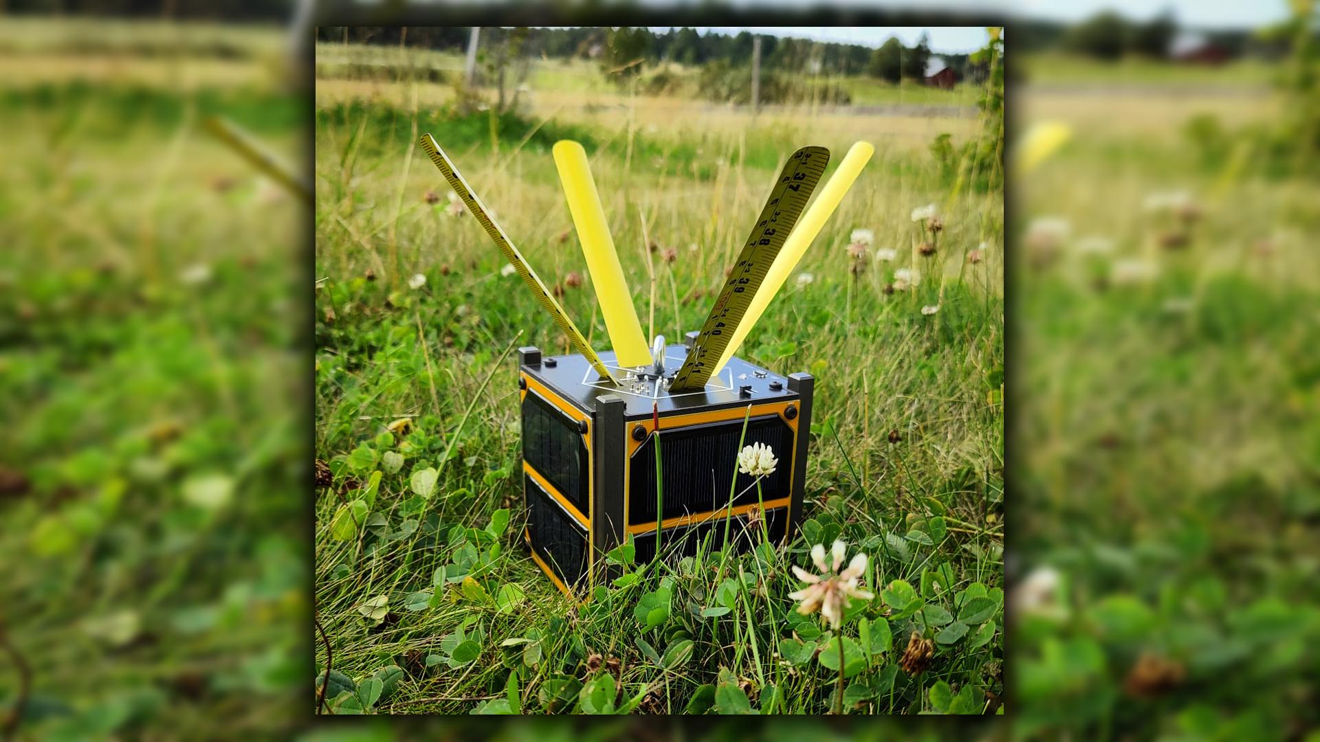 Kitsat in grass